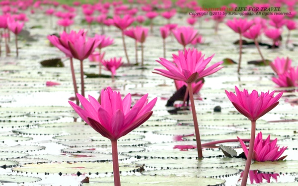 ชวนเที่ยวอีสานยามฝนพรำใน 20 แหล่งเติมความสุข สุขสุดใจ อันซีนอีสาน