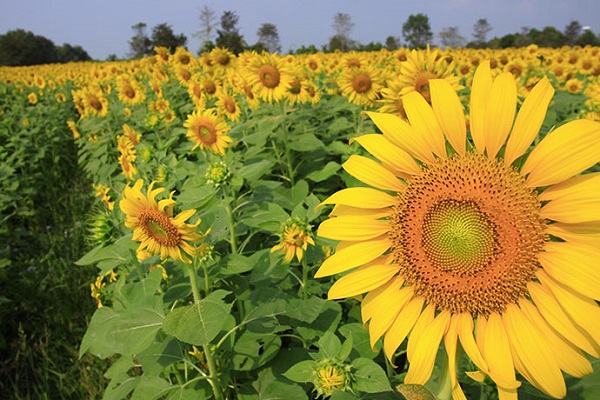 ที่เที่ยวหน้าหนาวนอนนับดาวในเดือนพฤศจิกายน ที่เที่ยวหน้าหนาวนอนนับดาวในเดือนพฤศจิกายน