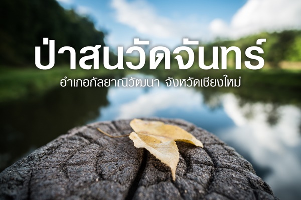 ป่าสนวัดจันทร์ ป่าสนวัดจันทร์