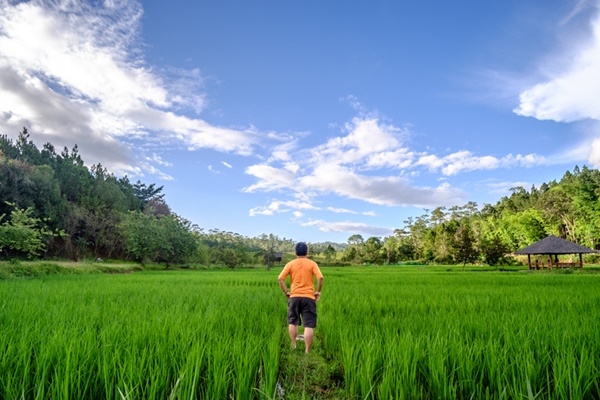 ป่าสนวัดจันทร์ ป่าสนวัดจันทร์