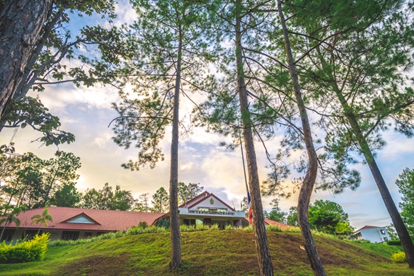 ป่าสนวัดจันทร์ ป่าสนวัดจันทร์
