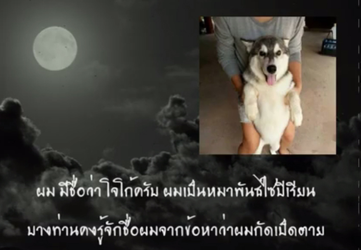 โจโก้ สุนัขไซบีเรียน โจโก้ สุนัขไซบีเรียน