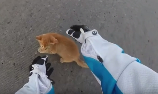 สาวขับบิ๊กไบค์จอดรถกลางแยก ช่วยแมวน้อยพ้นรถเหยียบ สาวขับบิ๊กไบค์จอดรถกลางแยก ช่วยแมวน้อยพ้นรถเหยียบ