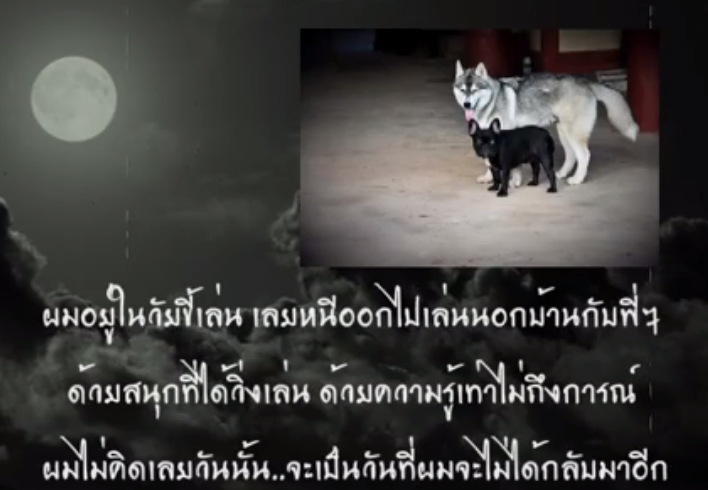 โจโก้ สุนัขไซบีเรียน โจโก้ สุนัขไซบีเรียน