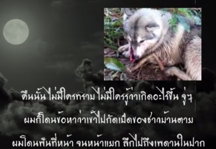 โจโก้ สุนัขไซบีเรียน โจโก้ สุนัขไซบีเรียน