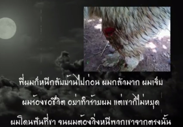 โจโก้ สุนัขไซบีเรียน โจโก้ สุนัขไซบีเรียน