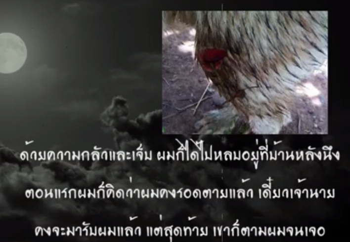 โจโก้ สุนัขไซบีเรียน โจโก้ สุนัขไซบีเรียน