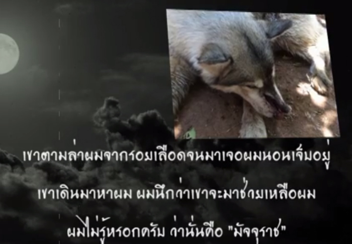 โจโก้ สุนัขไซบีเรียน โจโก้ สุนัขไซบีเรียน