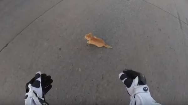 สาวขับบิ๊กไบค์จอดรถกลางแยก ช่วยแมวน้อยพ้นรถเหยียบ สาวขับบิ๊กไบค์จอดรถกลางแยก ช่วยแมวน้อยพ้นรถเหยียบ