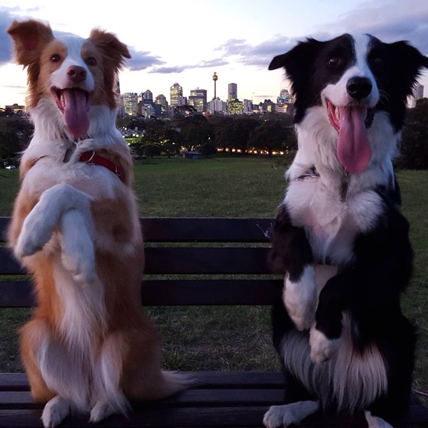 น่ารักที่สุด เจ้าตูบ-คนหันหน้าไหว้กัน นิ่งงันนานเชียวนะ น่ารักที่สุด เจ้าตูบ-คนหันหน้าไหว้กัน นิ่งงันนานเชียวนะ