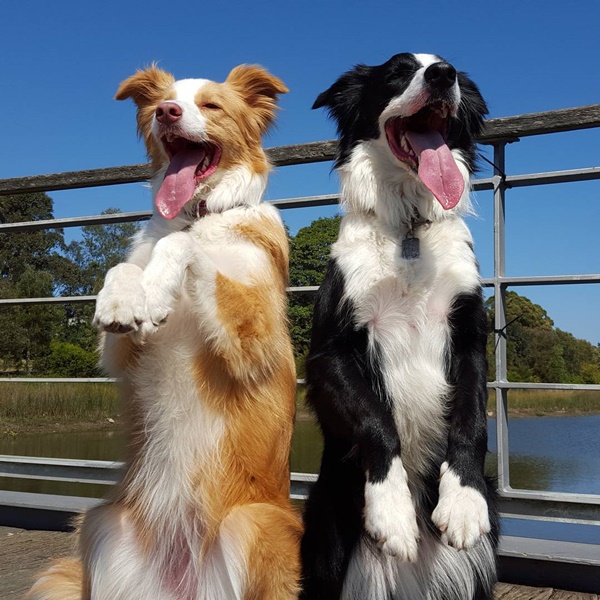 น่ารักที่สุด เจ้าตูบ-คนหันหน้าไหว้กัน นิ่งงันนานเชียวนะ น่ารักที่สุด เจ้าตูบ-คนหันหน้าไหว้กัน นิ่งงันนานเชียวนะ