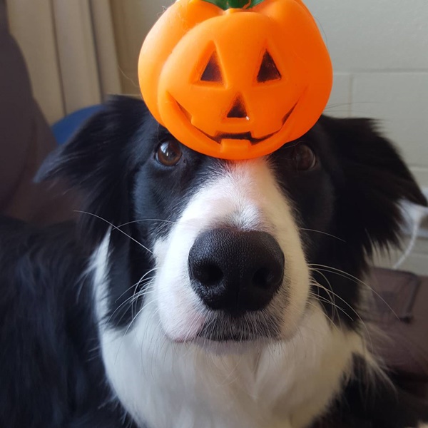 น่ารักที่สุด เจ้าตูบ-คนหันหน้าไหว้กัน นิ่งงันนานเชียวนะ น่ารักที่สุด เจ้าตูบ-คนหันหน้าไหว้กัน นิ่งงันนานเชียวนะ