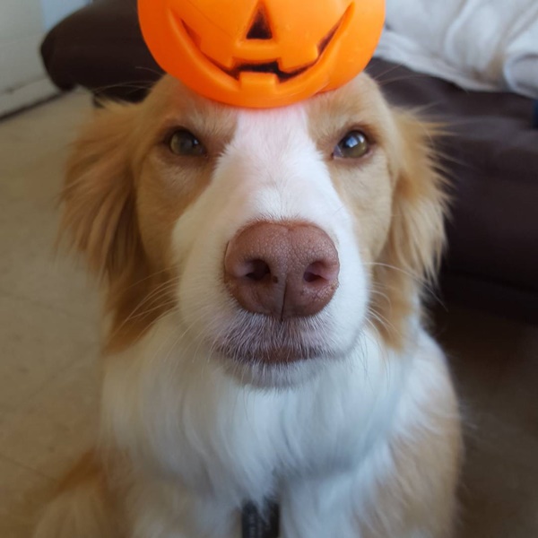 น่ารักที่สุด เจ้าตูบ-คนหันหน้าไหว้กัน นิ่งงันนานเชียวนะ น่ารักที่สุด เจ้าตูบ-คนหันหน้าไหว้กัน นิ่งงันนานเชียวนะ