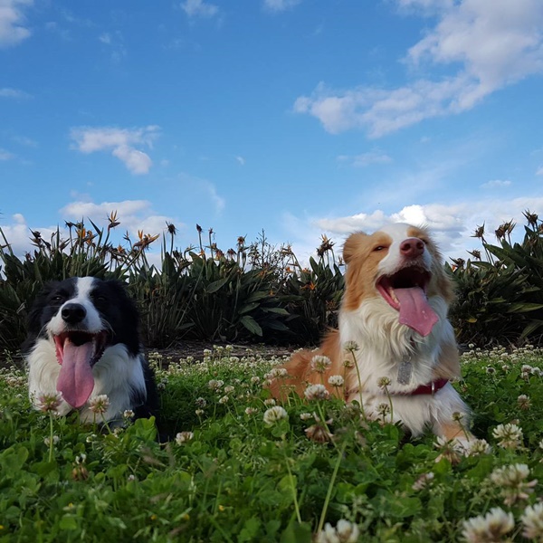 น่ารักที่สุด เจ้าตูบ-คนหันหน้าไหว้กัน นิ่งงันนานเชียวนะ น่ารักที่สุด เจ้าตูบ-คนหันหน้าไหว้กัน นิ่งงันนานเชียวนะ