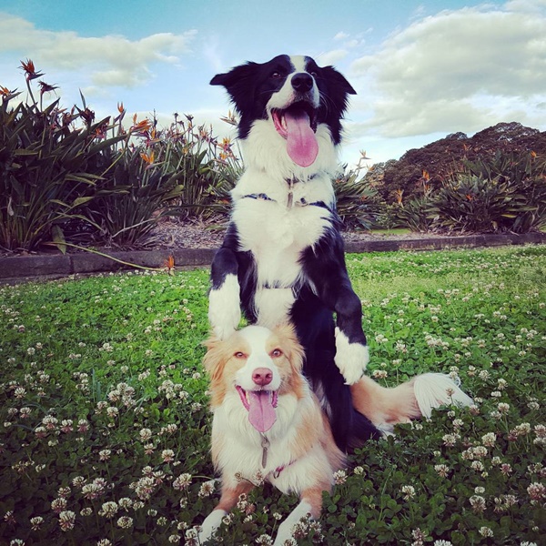 น่ารักที่สุด เจ้าตูบ-คนหันหน้าไหว้กัน นิ่งงันนานเชียวนะ น่ารักที่สุด เจ้าตูบ-คนหันหน้าไหว้กัน นิ่งงันนานเชียวนะ