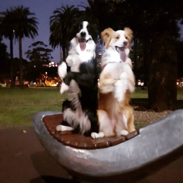 น่ารักที่สุด เจ้าตูบ-คนหันหน้าไหว้กัน นิ่งงันนานเชียวนะ น่ารักที่สุด เจ้าตูบ-คนหันหน้าไหว้กัน นิ่งงันนานเชียวนะ