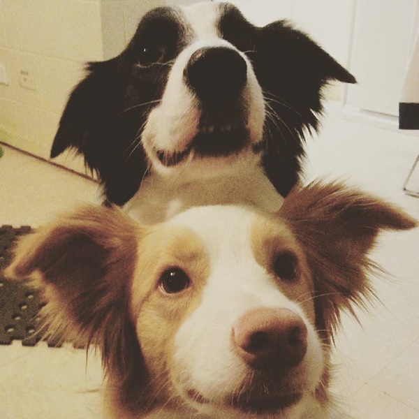 น่ารักที่สุด เจ้าตูบ-คนหันหน้าไหว้กัน นิ่งงันนานเชียวนะ น่ารักที่สุด เจ้าตูบ-คนหันหน้าไหว้กัน นิ่งงันนานเชียวนะ