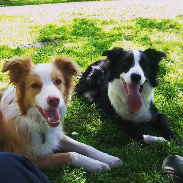 น่ารักที่สุด เจ้าตูบ-คนหันหน้าไหว้กัน นิ่งงันนานเชียวนะ น่ารักที่สุด เจ้าตูบ-คนหันหน้าไหว้กัน นิ่งงันนานเชียวนะ