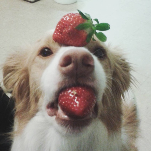 น่ารักที่สุด เจ้าตูบ-คนหันหน้าไหว้กัน นิ่งงันนานเชียวนะ น่ารักที่สุด เจ้าตูบ-คนหันหน้าไหว้กัน นิ่งงันนานเชียวนะ