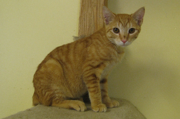 10 แมว-หมาพิการแต่ใจยังสู้ กับชีวิตที่มีความสุขจนน่าอิจฉา ! 10 แมว-หมาพิการแต่ใจยังสู้ กับชีวิตที่มีความสุขจนน่าอิจฉา !