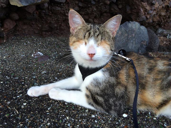 10 แมว-หมาพิการแต่ใจยังสู้ กับชีวิตที่มีความสุขจนน่าอิจฉา ! 10 แมว-หมาพิการแต่ใจยังสู้ กับชีวิตที่มีความสุขจนน่าอิจฉา !