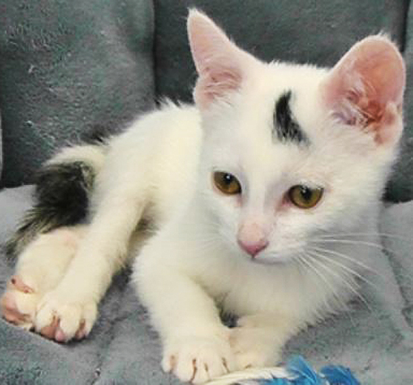 10 แมว-หมาพิการแต่ใจยังสู้ กับชีวิตที่มีความสุขจนน่าอิจฉา ! 10 แมว-หมาพิการแต่ใจยังสู้ กับชีวิตที่มีความสุขจนน่าอิจฉา !