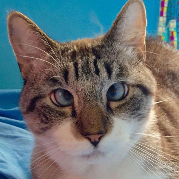 10 แมว-หมาพิการแต่ใจยังสู้ กับชีวิตที่มีความสุขจนน่าอิจฉา ! 10 แมว-หมาพิการแต่ใจยังสู้ กับชีวิตที่มีความสุขจนน่าอิจฉา !