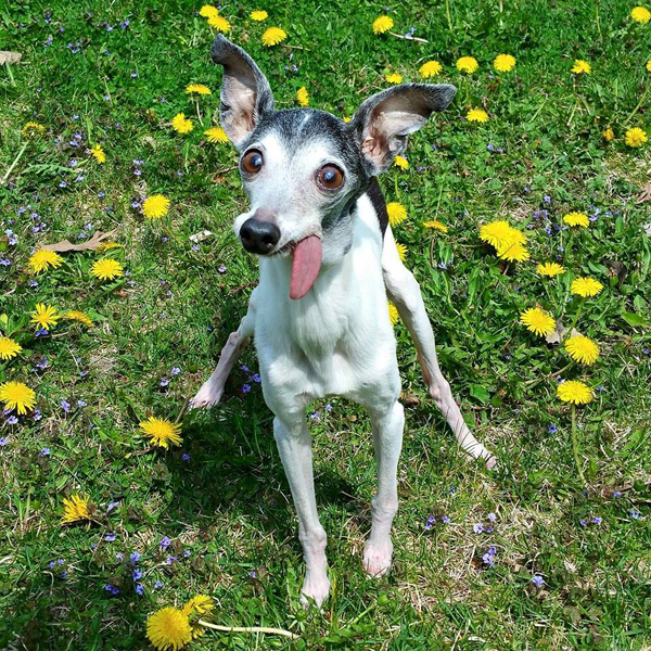 10 แมว-หมาพิการแต่ใจยังสู้ กับชีวิตที่มีความสุขจนน่าอิจฉา ! 10 แมว-หมาพิการแต่ใจยังสู้ กับชีวิตที่มีความสุขจนน่าอิจฉา !