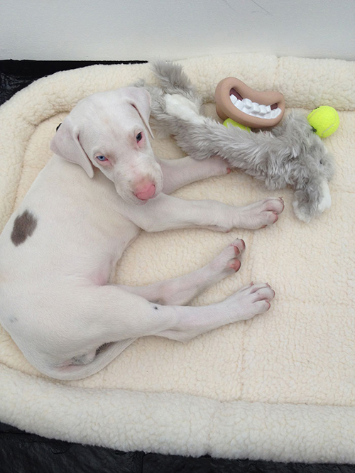 10 แมว-หมาพิการแต่ใจยังสู้ กับชีวิตที่มีความสุขจนน่าอิจฉา ! 10 แมว-หมาพิการแต่ใจยังสู้ กับชีวิตที่มีความสุขจนน่าอิจฉา !