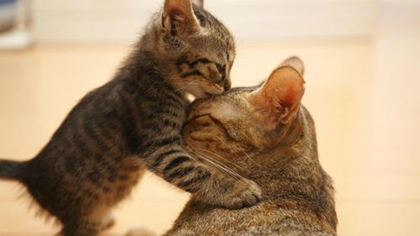 14 ภาพจูจุ๊บแม่-ลูกแมวเหมียว น่ารักจนอยากหอมแก้มแม่ตอนนี้เลย ! 14 ภาพจูจุ๊บแม่-ลูกแมวเหมียว น่ารักจนอยากหอมแก้มแม่ตอนนี้เลย !