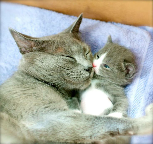 14 ภาพจูจุ๊บแม่-ลูกแมวเหมียว น่ารักจนอยากหอมแก้มแม่ตอนนี้เลย ! 14 ภาพจูจุ๊บแม่-ลูกแมวเหมียว น่ารักจนอยากหอมแก้มแม่ตอนนี้เลย !