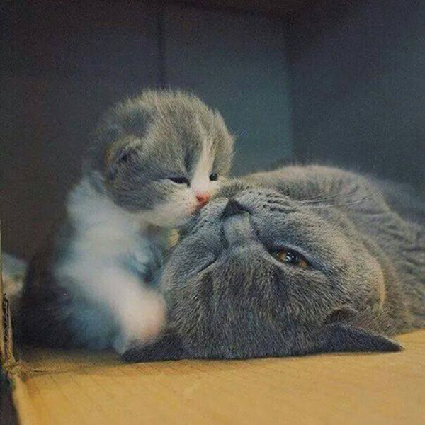 14 ภาพจูจุ๊บแม่-ลูกแมวเหมียว น่ารักจนอยากหอมแก้มแม่ตอนนี้เลย ! 14 ภาพจูจุ๊บแม่-ลูกแมวเหมียว น่ารักจนอยากหอมแก้มแม่ตอนนี้เลย !