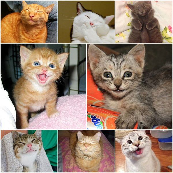 15 ภาพรอยยิ้มจากเหมียว ๆ ที่จะทำให้อารมณ์ดีไปทั้งวัน 15 ภาพรอยยิ้มจากเหมียว ๆ ที่จะทำให้อารมณ์ดีไปทั้งวัน
