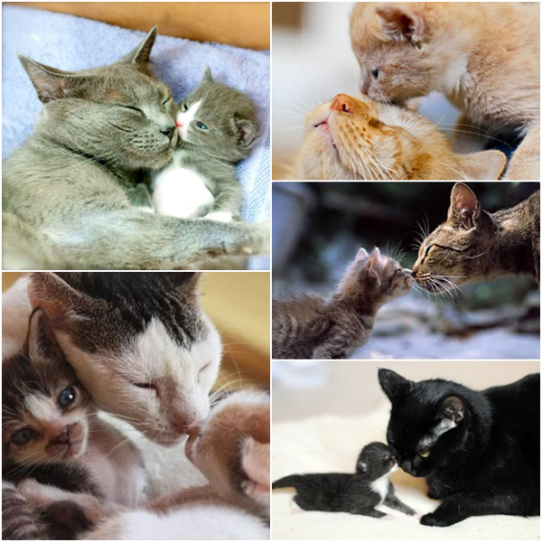 14 ภาพจูจุ๊บแม่-ลูกแมวเหมียว น่ารักจนอยากหอมแก้มแม่ตอนนี้เลย ! 14 ภาพจูจุ๊บแม่-ลูกแมวเหมียว น่ารักจนอยากหอมแก้มแม่ตอนนี้เลย !