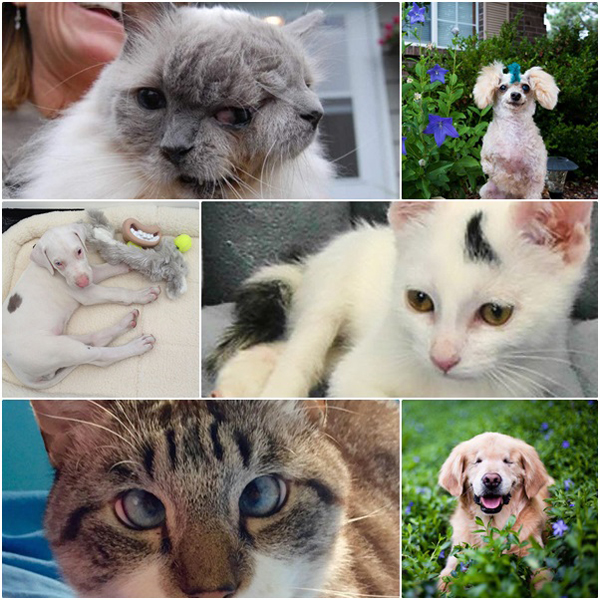 10 แมว-หมาพิการแต่ใจยังสู้ กับชีวิตที่มีความสุขจนน่าอิจฉา ! 10 แมว-หมาพิการแต่ใจยังสู้ กับชีวิตที่มีความสุขจนน่าอิจฉา !