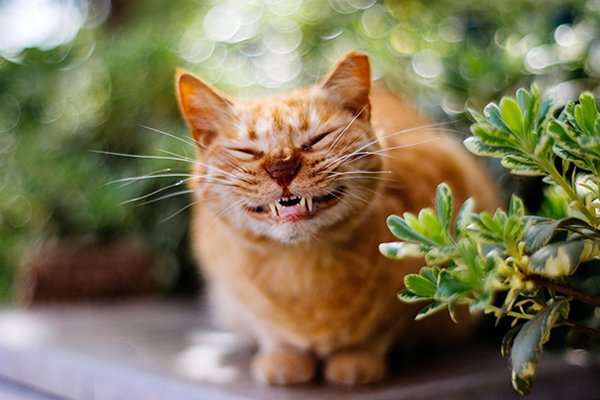 15 ภาพรอยยิ้มจากเหมียว ๆ ที่จะทำให้อารมณ์ดีไปทั้งวัน 15 ภาพรอยยิ้มจากเหมียว ๆ ที่จะทำให้อารมณ์ดีไปทั้งวัน