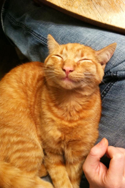 15 ภาพรอยยิ้มจากเหมียว ๆ ที่จะทำให้อารมณ์ดีไปทั้งวัน 15 ภาพรอยยิ้มจากเหมียว ๆ ที่จะทำให้อารมณ์ดีไปทั้งวัน