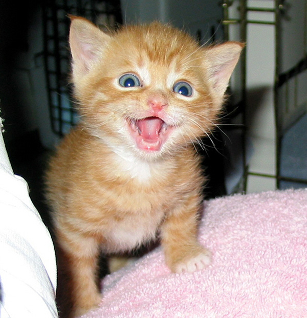 15 ภาพรอยยิ้มจากเหมียว ๆ ที่จะทำให้อารมณ์ดีไปทั้งวัน 15 ภาพรอยยิ้มจากเหมียว ๆ ที่จะทำให้อารมณ์ดีไปทั้งวัน