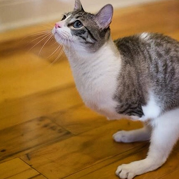 10 แมว-หมาพิการแต่ใจยังสู้ กับชีวิตที่มีความสุขจนน่าอิจฉา ! 10 แมว-หมาพิการแต่ใจยังสู้ กับชีวิตที่มีความสุขจนน่าอิจฉา !