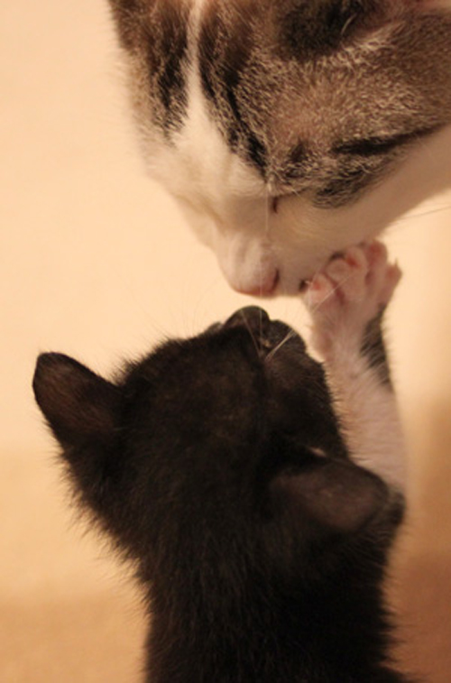 14 ภาพจูจุ๊บแม่-ลูกแมวเหมียว น่ารักจนอยากหอมแก้มแม่ตอนนี้เลย ! 14 ภาพจูจุ๊บแม่-ลูกแมวเหมียว น่ารักจนอยากหอมแก้มแม่ตอนนี้เลย !