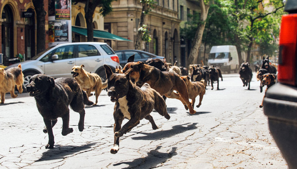 White God หนังมาแรงจากฮังการี เมื่อน้องหมาขอปฏิวัติ White God หนังมาแรงจากฮังการี เมื่อน้องหมาขอปฏิวัติ