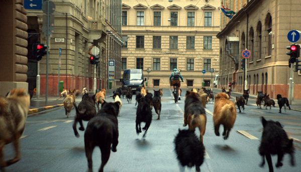 White God หนังมาแรงจากฮังการี เมื่อน้องหมาขอปฏิวัติ White God หนังมาแรงจากฮังการี เมื่อน้องหมาขอปฏิวัติ