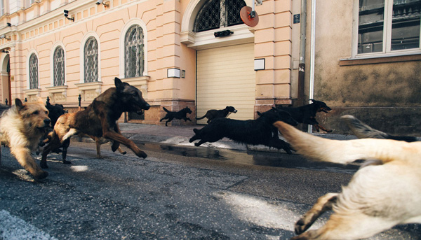 White God หนังมาแรงจากฮังการี เมื่อน้องหมาขอปฏิวัติ White God หนังมาแรงจากฮังการี เมื่อน้องหมาขอปฏิวัติ