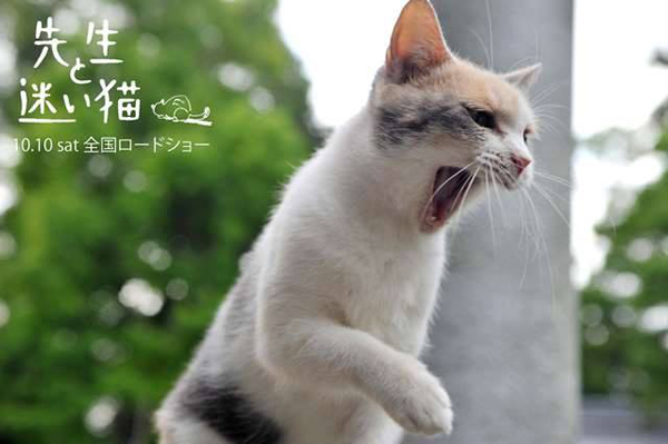 ตัวอย่าง Finding Calico ตัวอย่าง Finding Calico