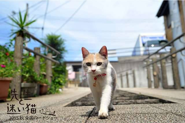 ตัวอย่าง Finding Calico ตัวอย่าง Finding Calico