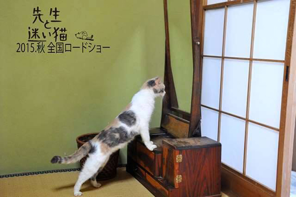 ตัวอย่าง Finding Calico ตัวอย่าง Finding Calico