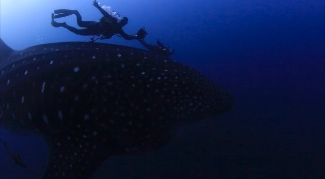 ภูริ แอน อลิชา