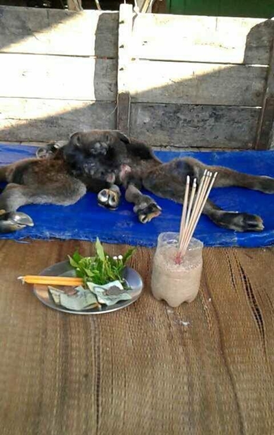 ควายคลอดลูกตัวติดกัน 2 หัว 8 ขา ควายคลอดลูกตัวติดกัน 2 หัว 8 ขา