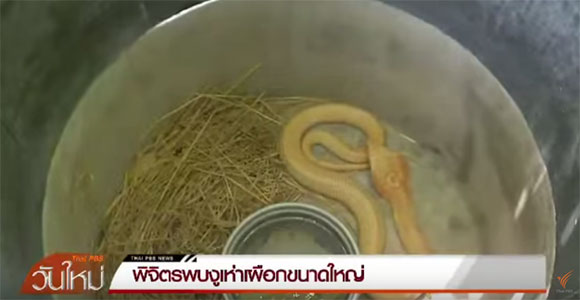 งูเห่าเผือก งูเห่าเผือก