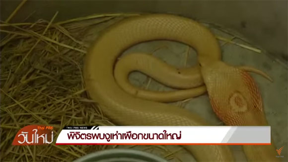 งูเห่าเผือก งูเห่าเผือก